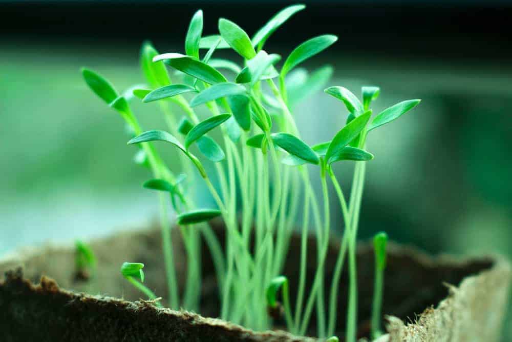 Växande planta